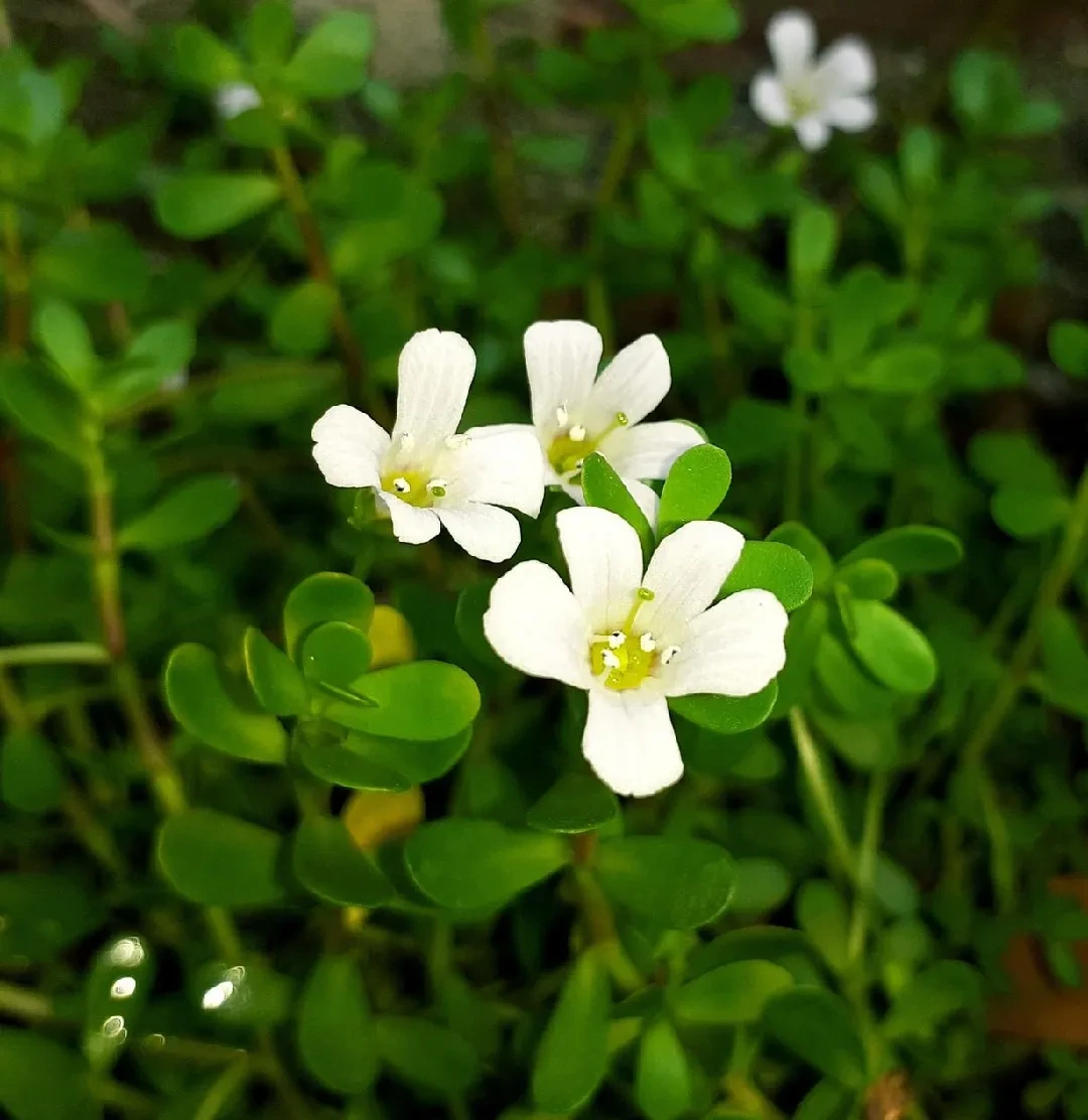 St. John's Wort Extract